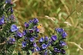 small heath butterfly